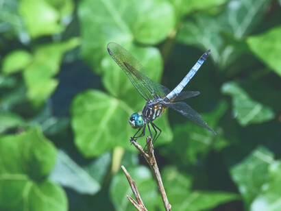 Libélula azul