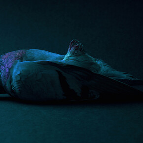 Theo Ellison, Entombment, 2017, C-type Lambda print 78x120 cm ©Theo Ellison, 2017 Image courtesy of the Saatchi Gallery, London