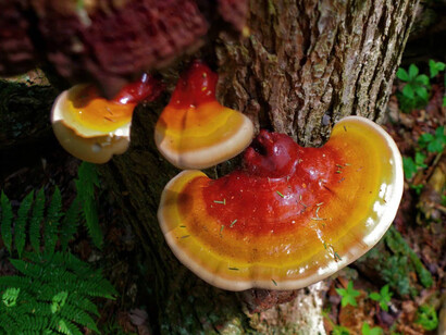Ha sido utilizado como medicamento en varias tradiciones médicas asiáticas, por lo que se ha popularizado su nombre en japonés, «reishi»