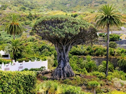Tenerife. Drago milenario de Icod de los Vinos
