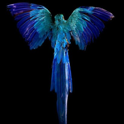 Allan Forsyth, Pride & Glory, Macaw, 2012, 3D lenticular, Edition of 25, 80 x 60 cm, © Allan Forsyth. Courtesy the artist