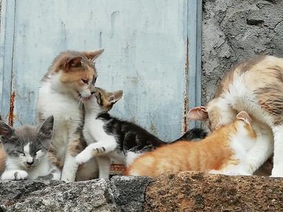 I gatti di Sipi