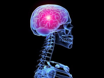 Cerebro humano
