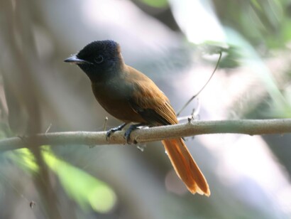 African Paradise Flycatcher at Hotel Bakotu, Gambia (c) Gehan de Silva Wijeyeratne
