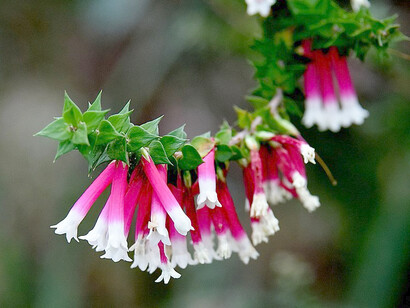 Bush Fuchsia dona chiarezza mentale e aiuta migliorare le capacità espressive