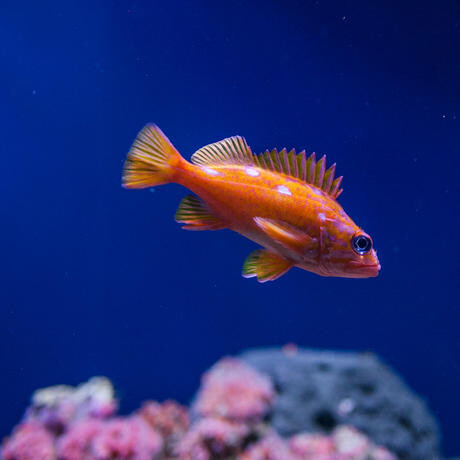 California Coast. Courtesy of California Academy of Sciences