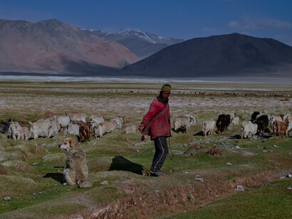 Herding in Ladakh is an ancient example of regulated management of commons © Ashish Kothari