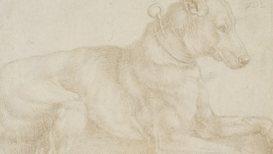 Albrecht Dürer, Dog resting, c. 1520, silverpoint over charcoal on pale pink prepared paper, 128 x 180mm © The Trustees of the British Museum
