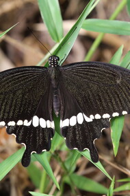 The Common Mormon is a commmon butterly © Gehan de Silva Wijeyeratne