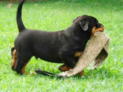 Cachorro de rotweiler