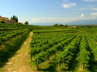 Vitigni di Sauvignon