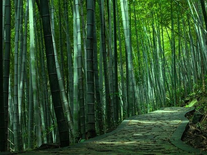 Il bambù è una delle piante a più rapida crescita al mondo. Alcune specie possono crescere fino a 91 centimetri al giorno