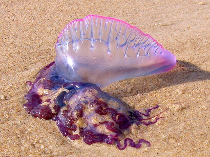 La Physalia physalis è anche detta 'caravella portoghese' per la sua forma
