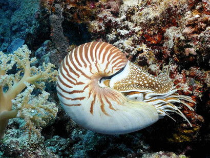 Se considera al Nautilus un fósil viviente