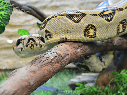 Vivario Explora. Courtesy of Parque Explora