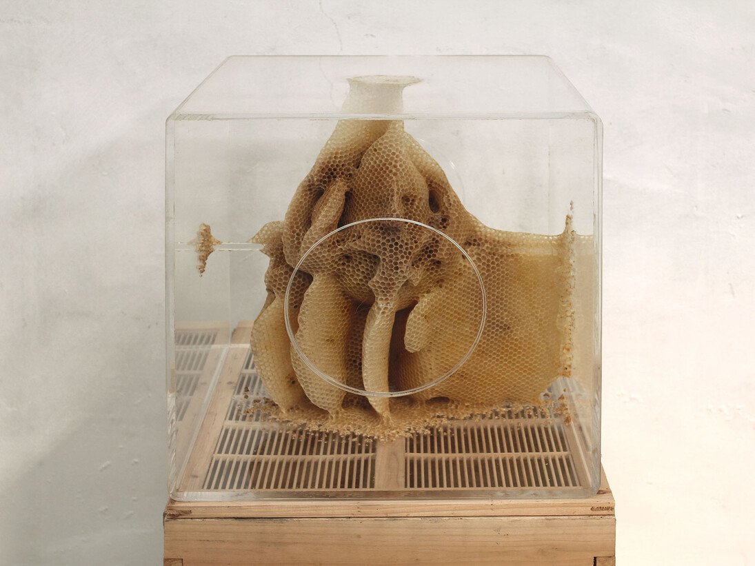Ren Ri, Yuansu Series II＃6-17, 2013-14，Acrylic box, natural beeswax, 40 x 40 x 40 cm