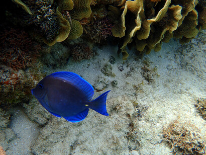 Honduras is considered one of the best dive destinations in the Caribbean mainly because of its reefs, marine life, and accessibility