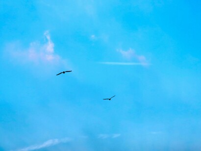 Las noches de desvelo son orgiásticas cuando te sueño