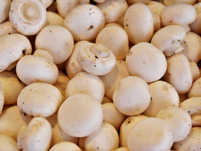 Funghi