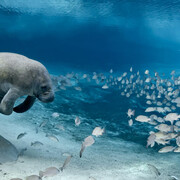 Nature’s Best Photography. Courtesy of Smithsonian's National Museum of Natural History