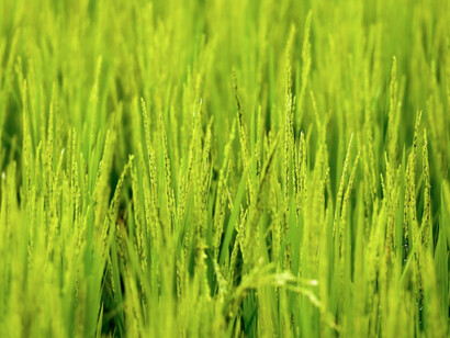 Prato verde
