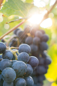 I vigneti