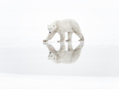 The incredible pictures of Vincent Munier collected in the wonderful book 'Artico'.