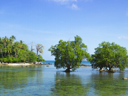 Mangrove forests are harvested for wood chip, pulp, and charcoal production