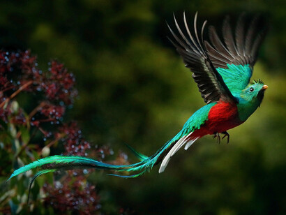 Quetzal (Pharomachrus Moccino), ph. Ondrej Prosicky
