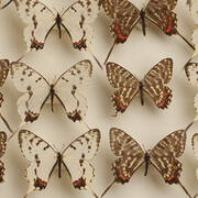 Population Impact. Courtesy of Carnegie Museum of Natural History