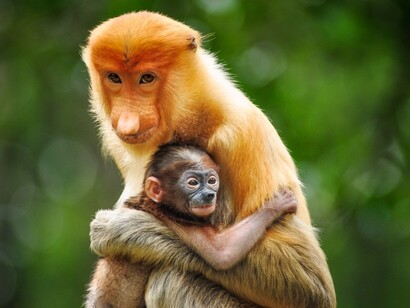 Trafficking wildlife
