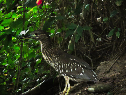 El cultivo de mejillones y algas reduce la presión sobre la pesca extractiva, manteniendo el equilibrio de los recursos marinos y protegiendo la cadena alimenticia de la fauna acuática