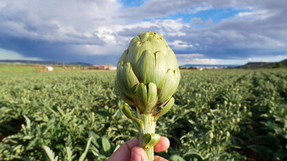 Al crecer se vuelve un maltón que realiza trabajos agrícolas bajo la intensa radiación solar