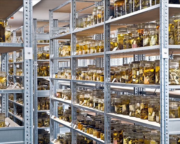 The Wet Collections. Courtesy of Museum für Naturkunde