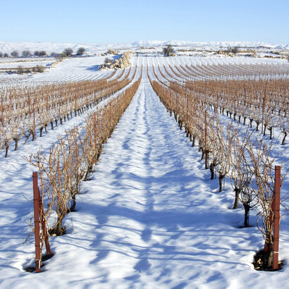 Vineyard in the Bekaa valley