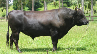 Il bue di Kobe, Kurolem Wagyu