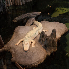 The Swamp. Courtesy of California Academy of Sciences