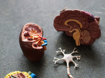 Le neurotecnologie possono essere non invasive, nei casi in cui sfruttano l’attività elettrica rilevabile a livello del cuoio capelluto