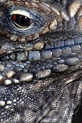 La pérdida de estos reptiles representa una tragedia ecológica, cultural y educativa