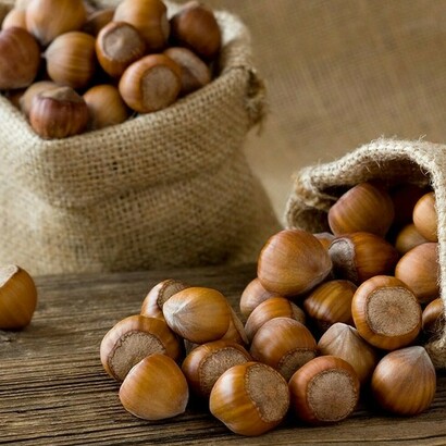 La nocciola Tonda Gentile delle Langhe