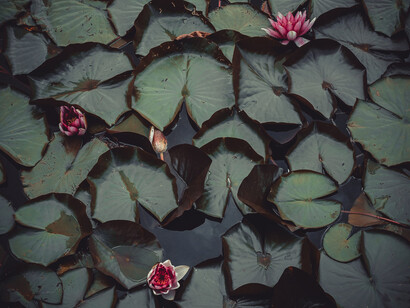 Las cuatro nobles verdades son la sustancia de la iluminación del Buda, creando lo que hoy podríamos describir como una ciencia interna, basada en la autoobservación