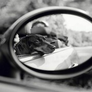 Priscilla Rattazzi, Lola, Rear View Mirror, East Hampton, 2007