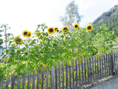 Girasoli e steccato di legno ad assi verticali in Bassa Engadina