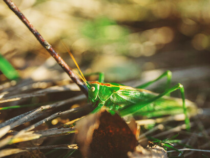 Insetti commestibili: una risorsa per affrontare la crescita demografica e il costo delle proteine