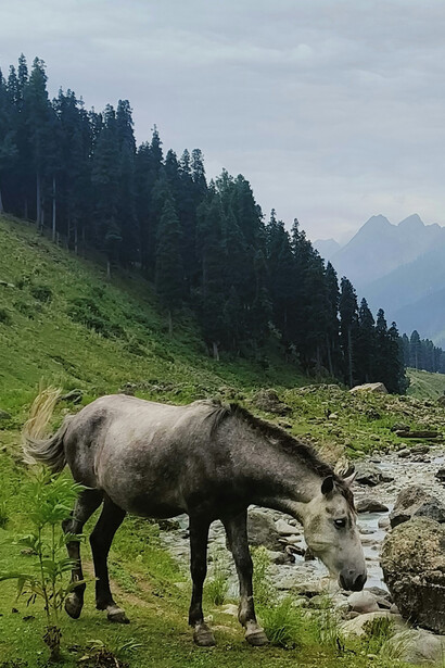A white horse standing in the grass beside a stream in Pahalgam, Jammu and Kashmir, India