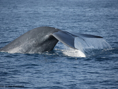 Blue Whale ©  Gehan de Silva Wijeyeratne