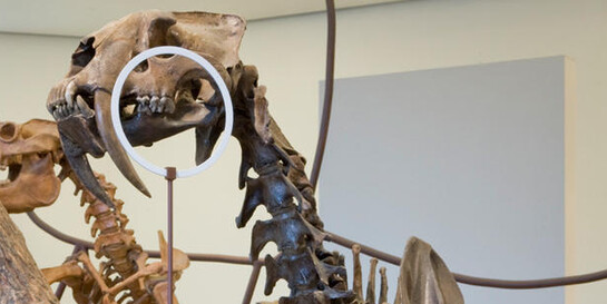 Milstein Hall of Advanced Mammals. Courtesy of American Museum of Natural History