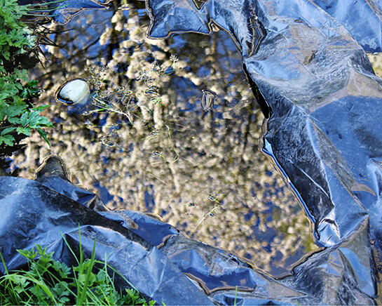 Alive Flora, Light, and Water in the Seattle Landscape. Courtesy of Frye