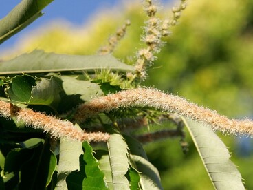 I fiori maschili sono molto vistosi e producono grandi quantità di polline, facilmente trasportato dal vento e dagli insetti
