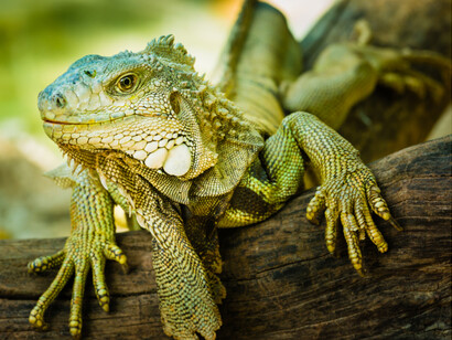 En la Ciudad de México no hay iguanas